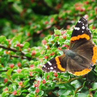 Cre8ive Options Hobby Photography